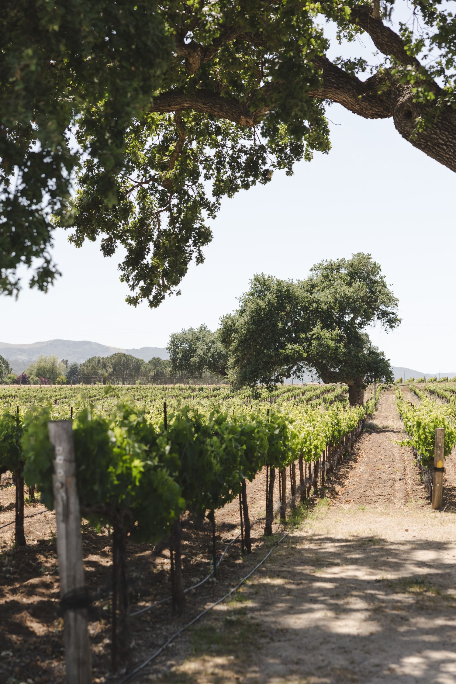 A scenic vineyard path lined with grape vines leads through wine country under shady oak trees on a sunny day.