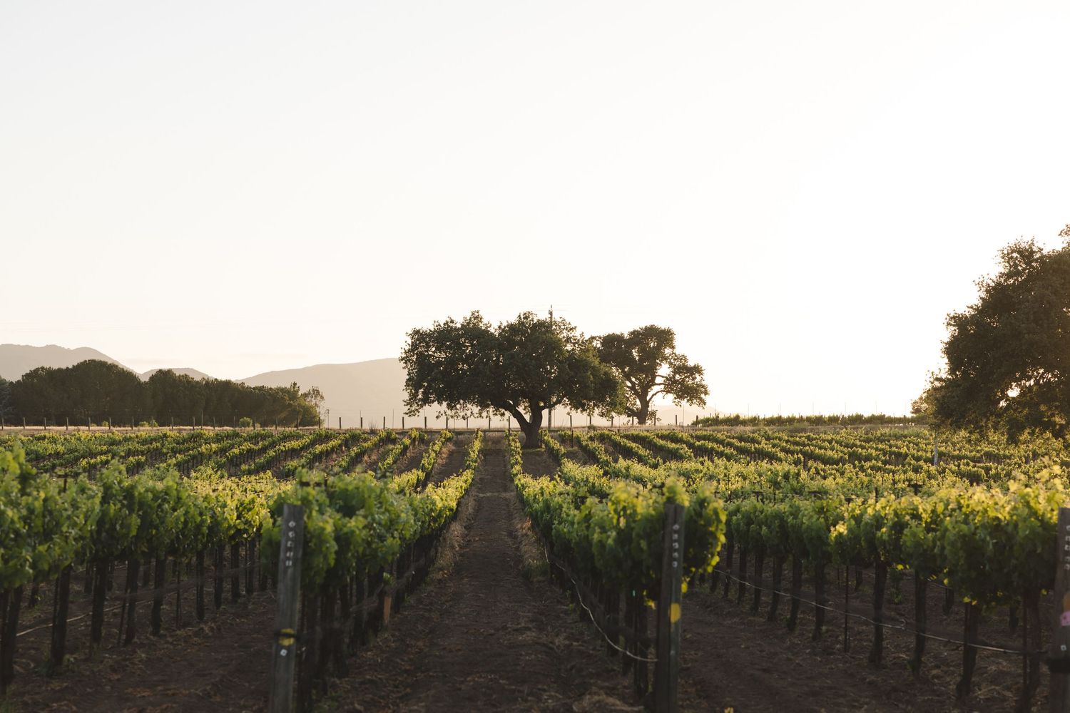 Rows of grape vines stretch into the distance under a golden sunset sky.