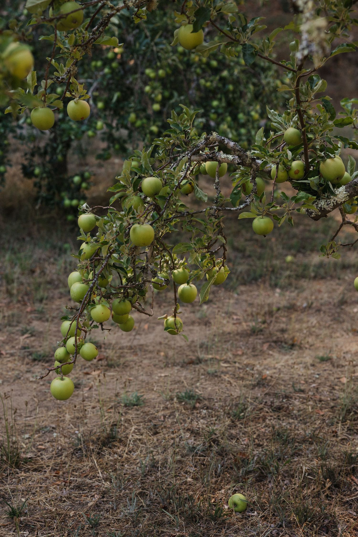 Green apples growing on tree branches in an orchard with natural sunlight filtering through.