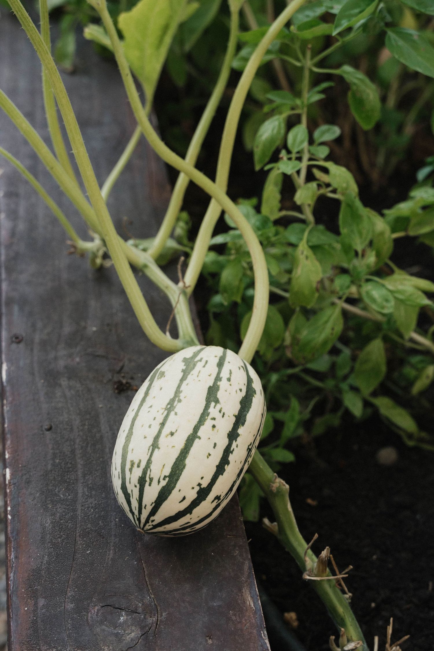 A striped delicata squash grows on a vine against a dark wooden surface.
