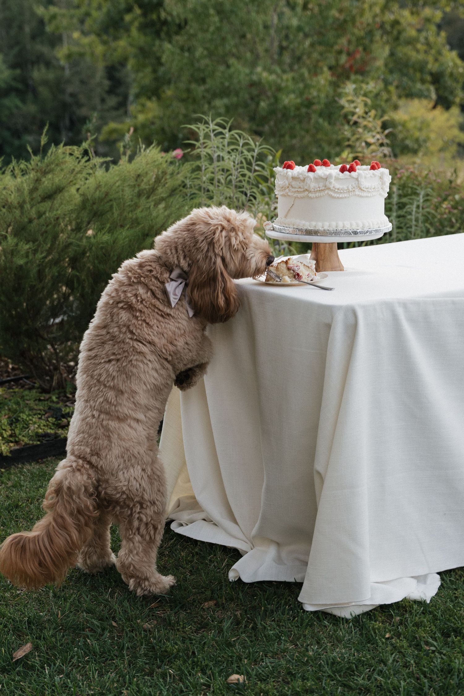 Fluffy brown dog attempting to reach items on white tablecloth covered table.