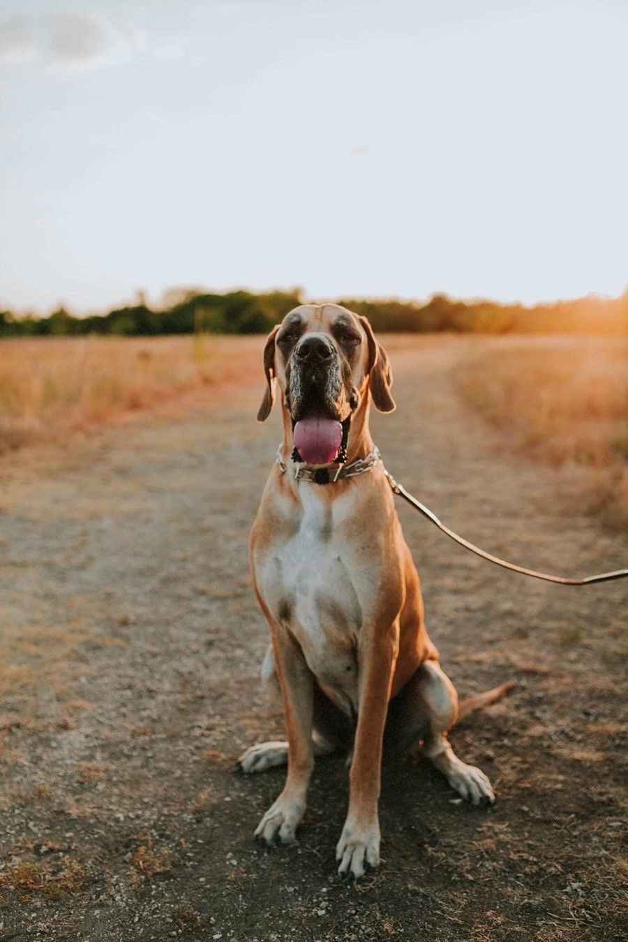 Young puppy sitting outdoors during sunset with leash visible.