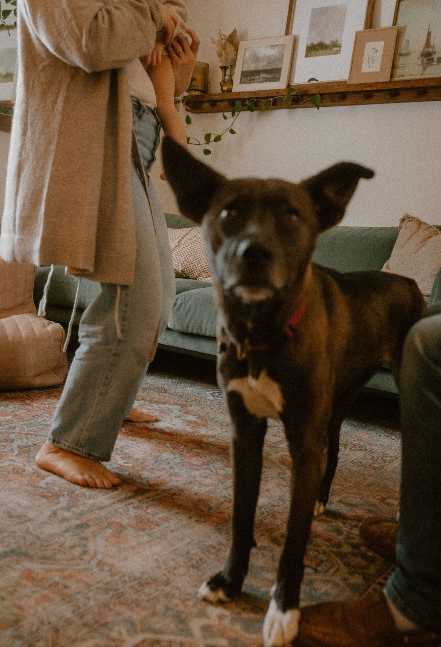 A black and brown dog stands attentively in a living room with vintage decor.