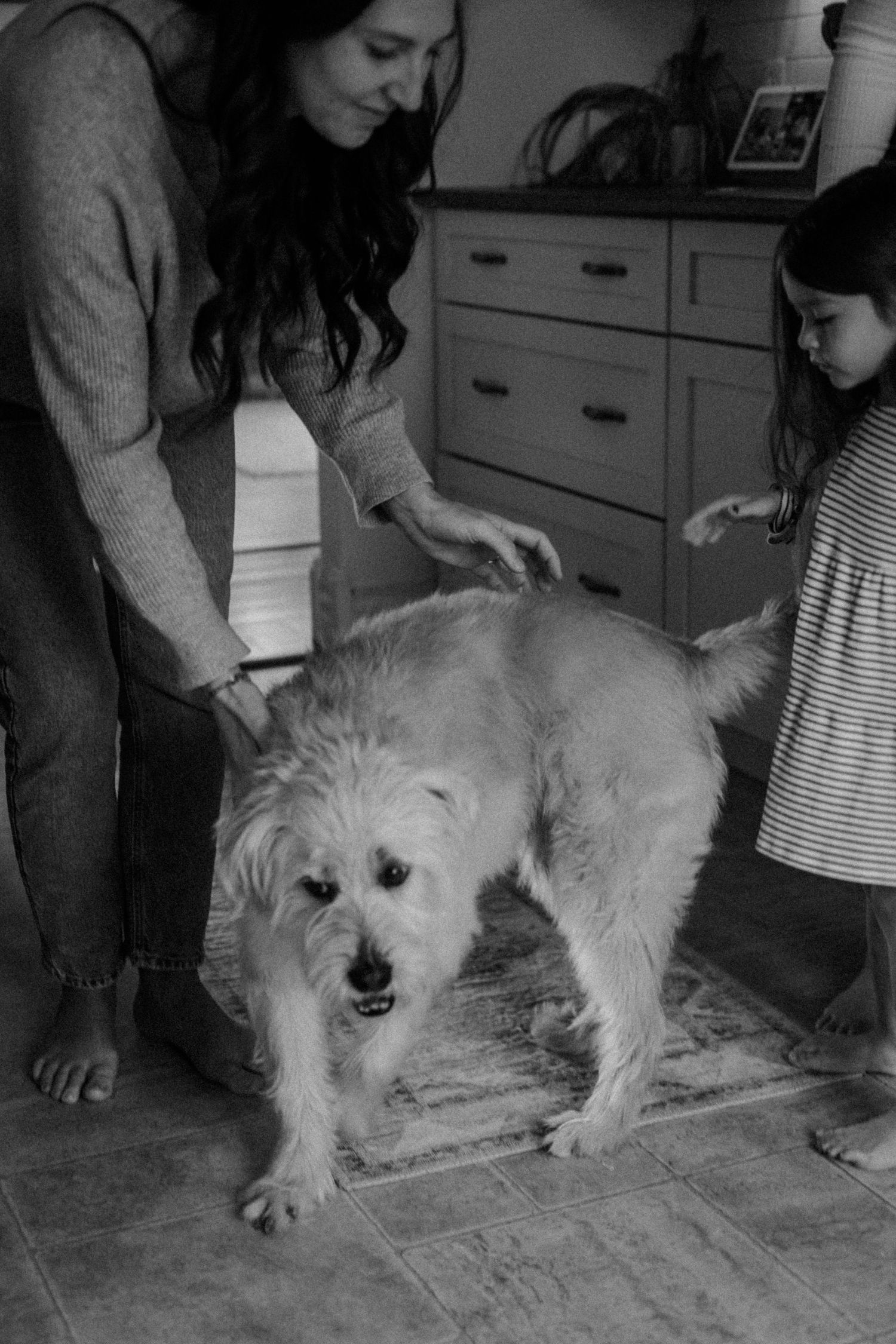 Black and white image of a fluffy white dog being petted in a home setting with wooden floors.