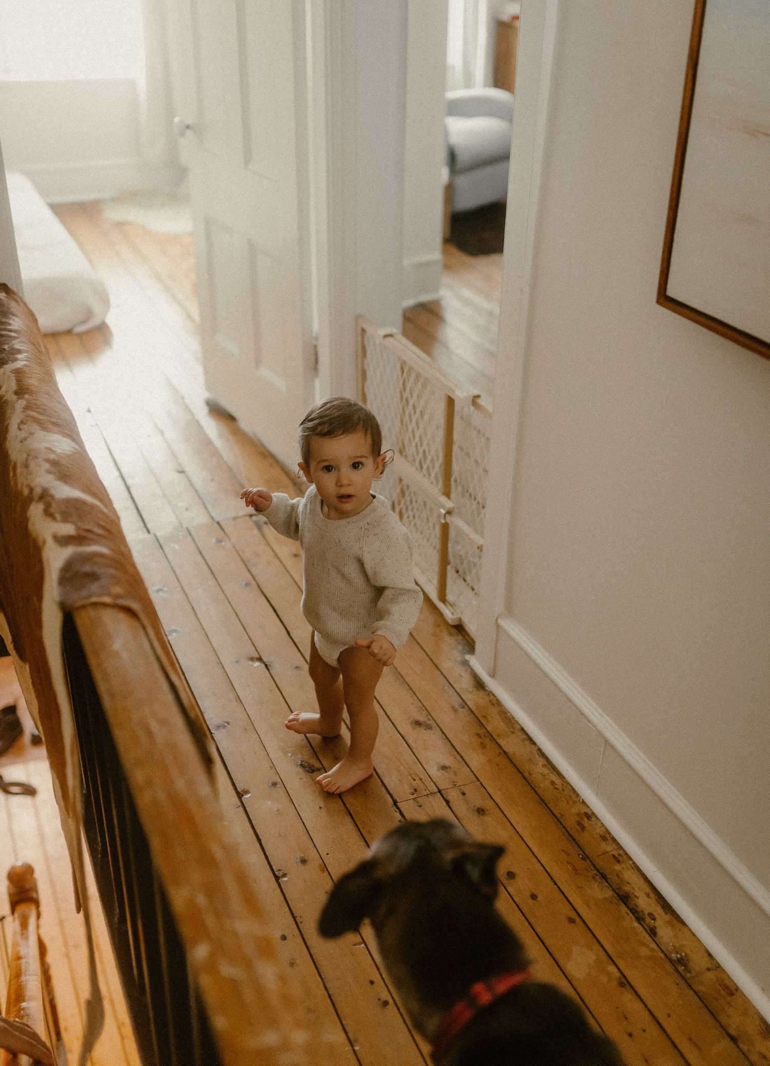 A toddler walks down a wooden hallway with a black dog visible in the foreground.