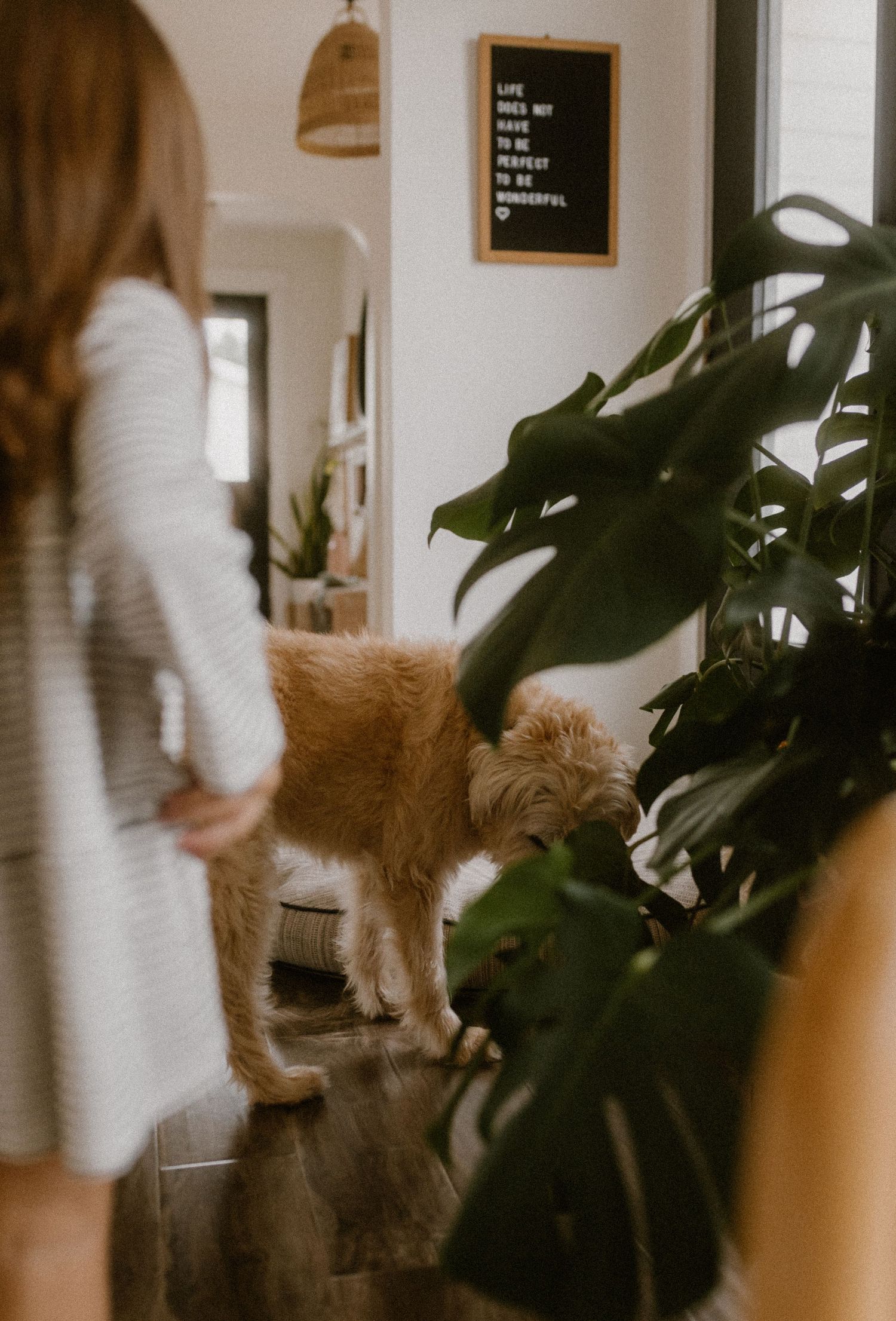 Doodle dog behind house plants and woven pendant light in minimalist interior.