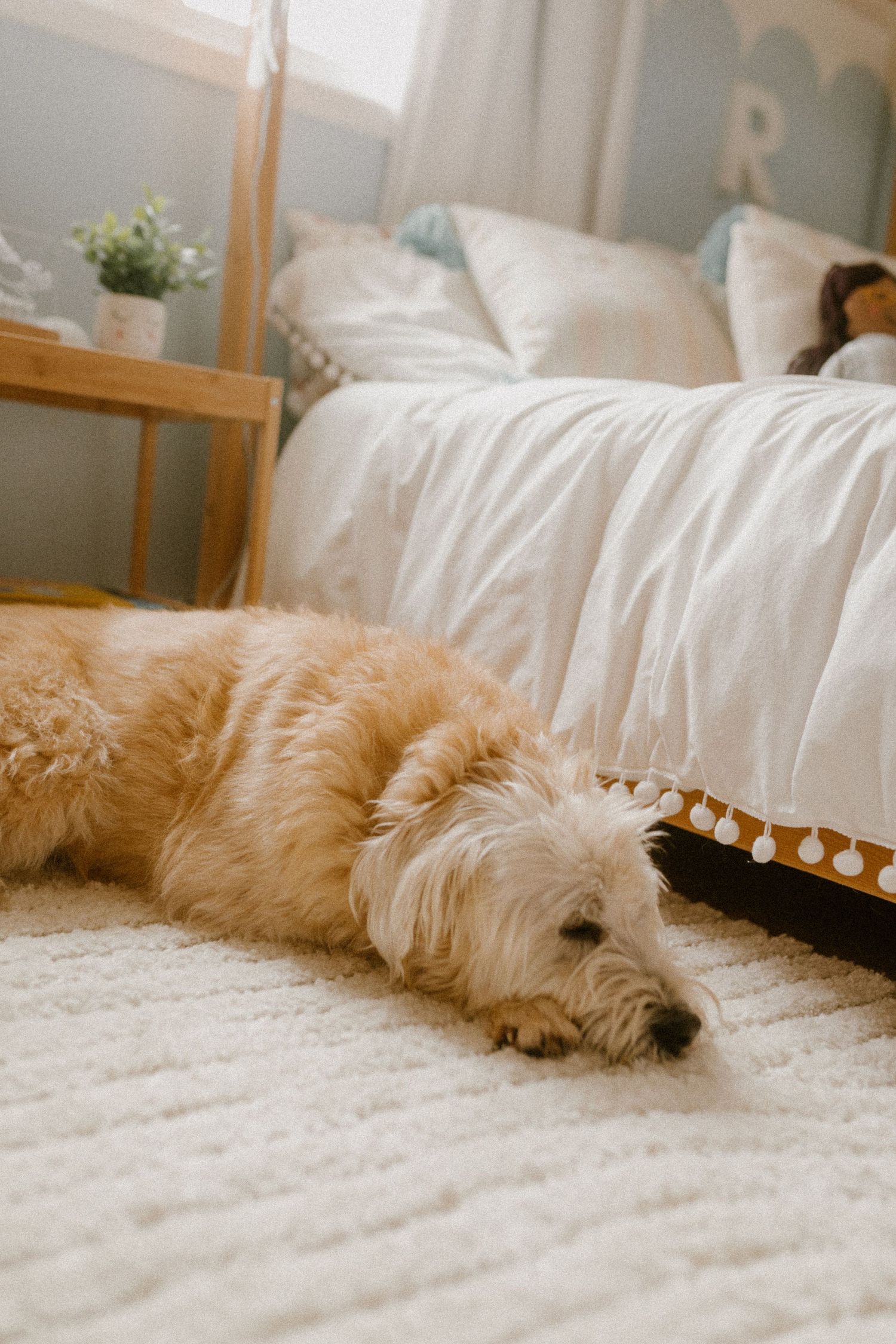 Fluffy golden dog sleeping on plush carpet next to white bedding and wooden furniture.