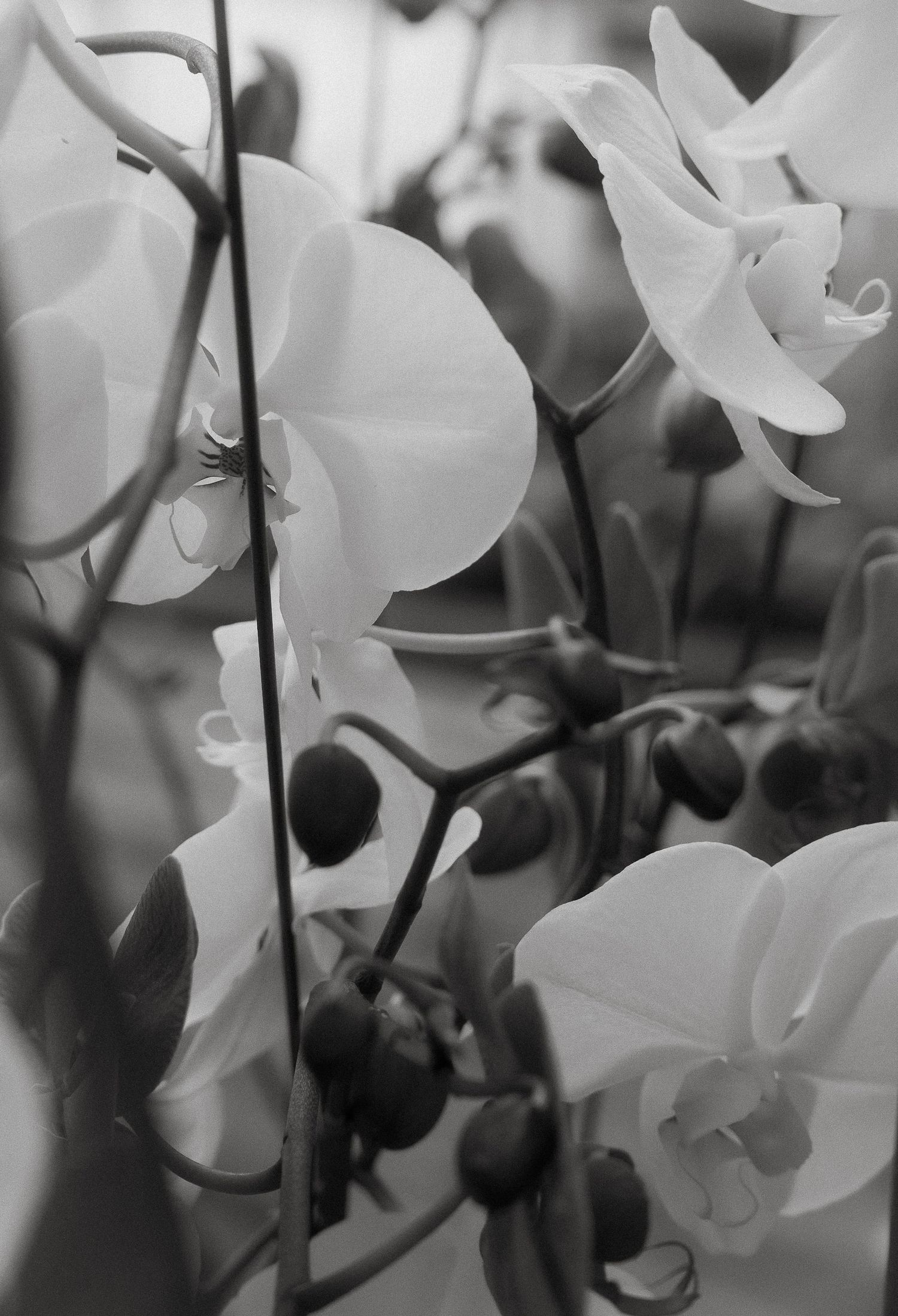 Black and white close-up photograph of delicate orchid flowers with soft petals creating an ethereal artistic composition.