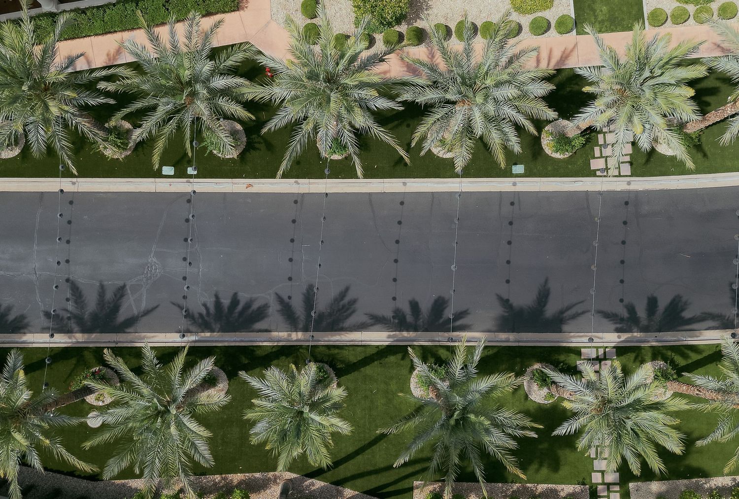 Green succulent plants in a garden with textural leaves arranged in a repetitive pattern against a light background.