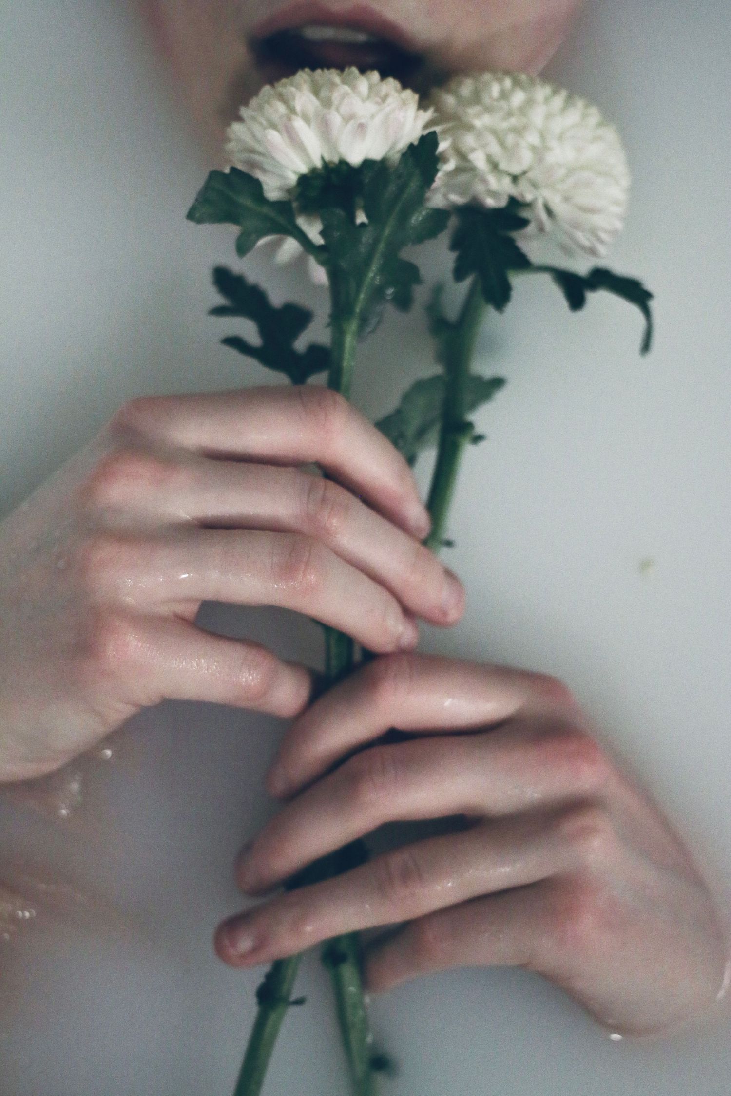 Delicate hands gently hold white chrysanthemum flowers with green stems against a soft background.