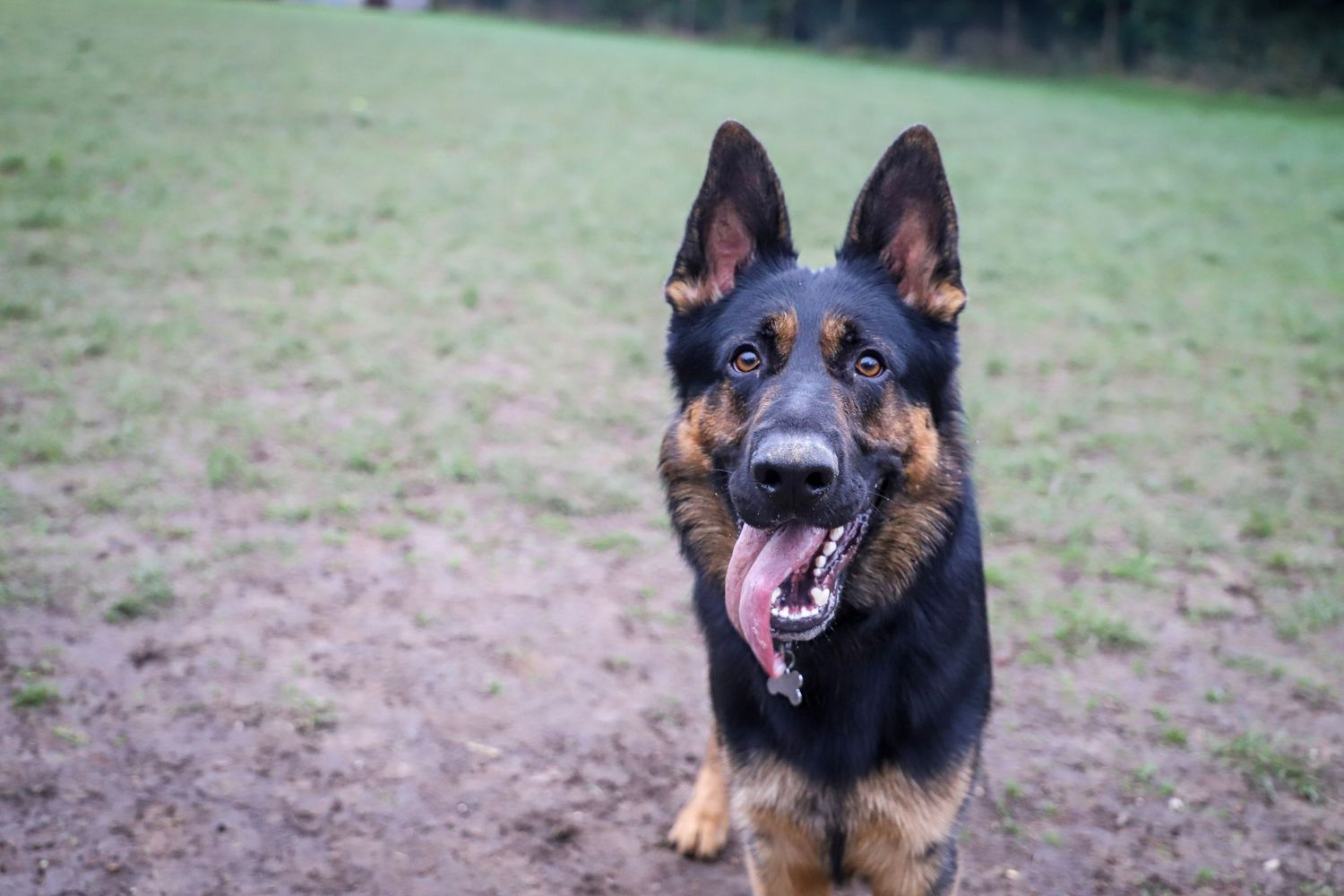 German Shepherd