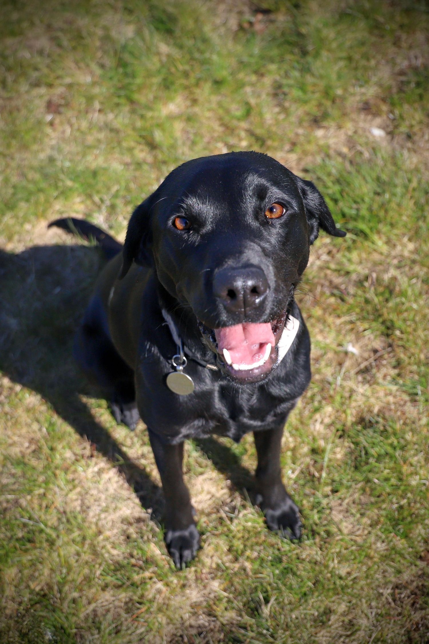 Black Labrador in the sun.
