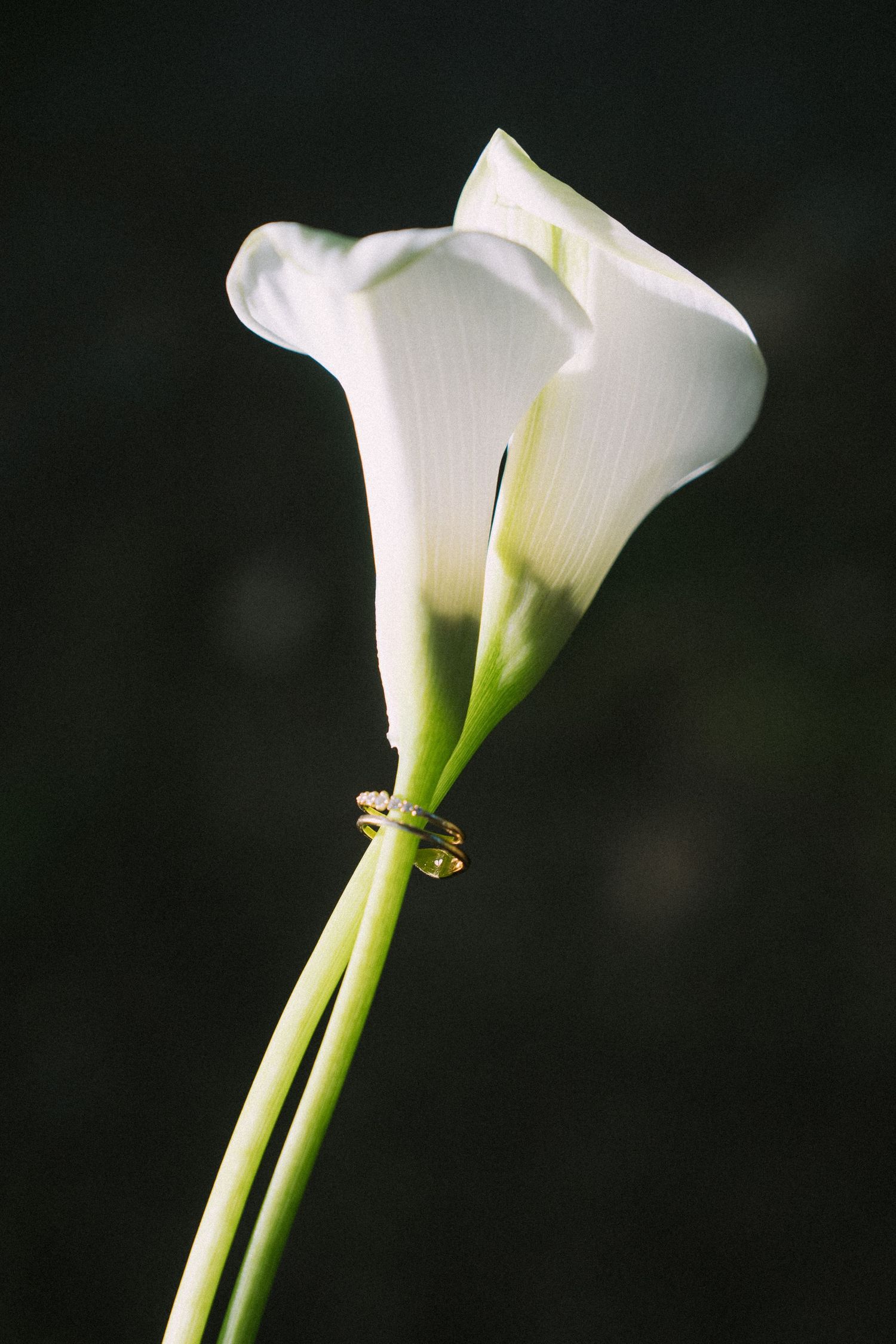 Elegant white calla lilies with long green stems against a dark background in dramatic lighting.