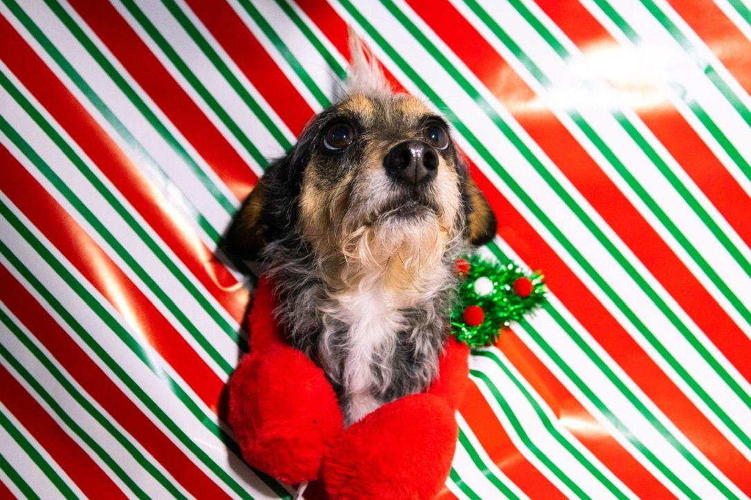 A dog poking its head through wrapping paper