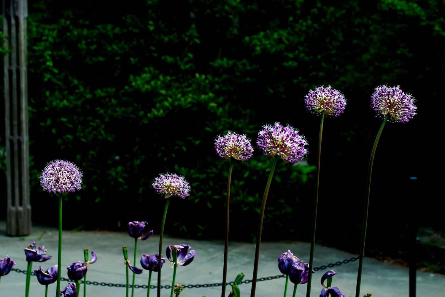 Purple allium flowers bloom in a garden with dark green foliage in the background.