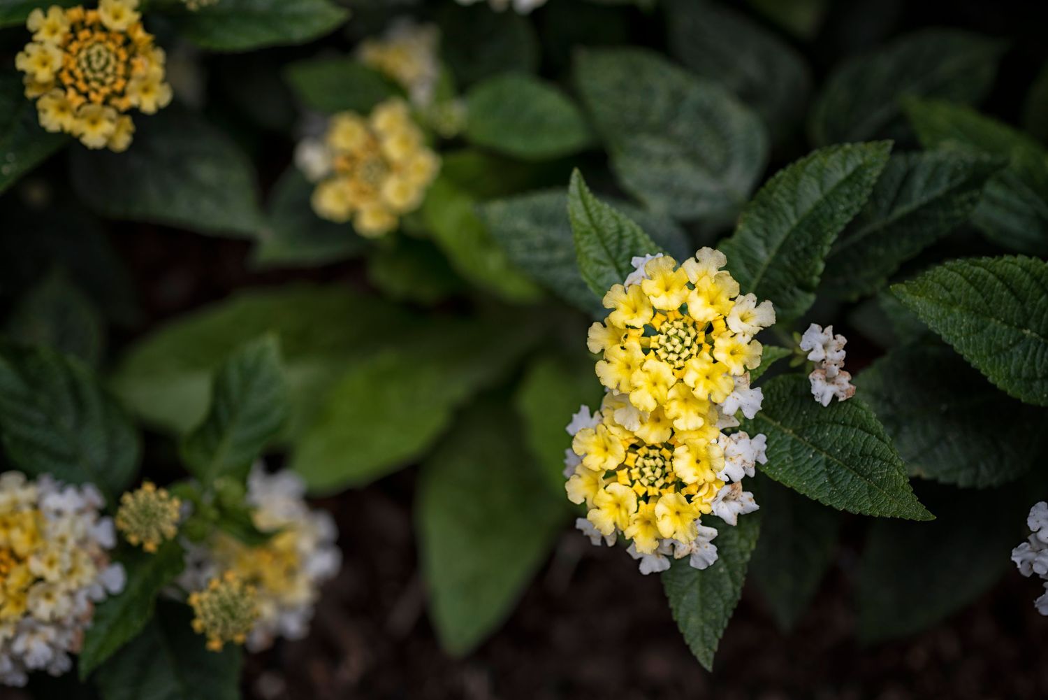 Yellow lantana flowers bloom among dark green leaves in a garden setting.
