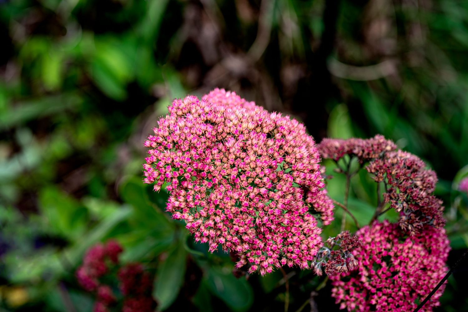 Pink sedum autumn joy flowers bloom in clusters against lush green garden foliage.