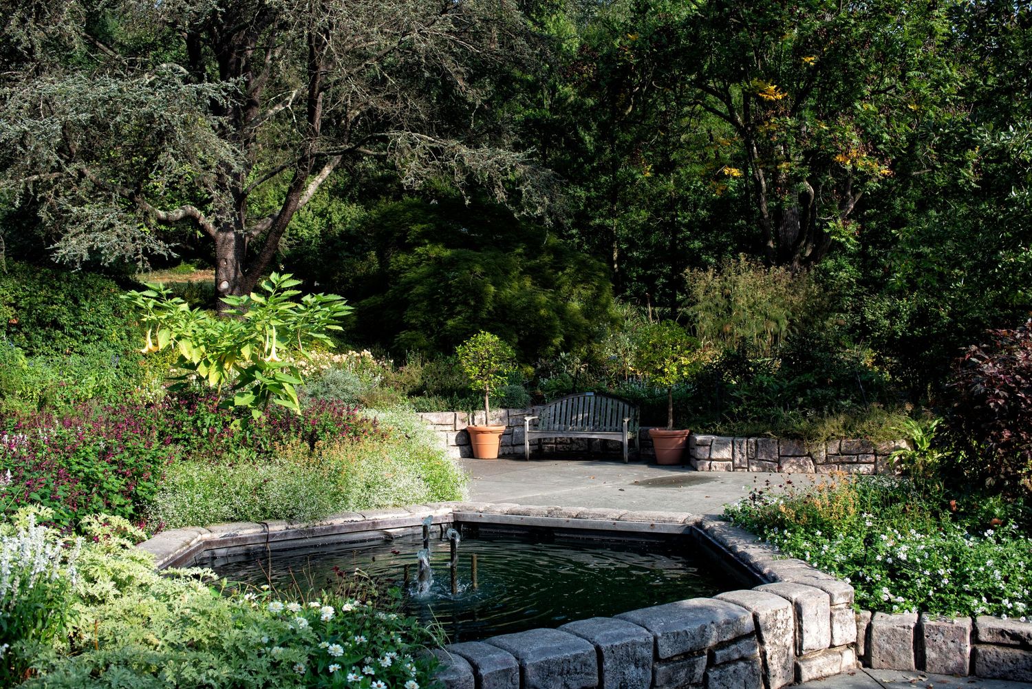 A tranquil garden pond with stone walls and a wooden bench surrounded by lush greenery and trees.