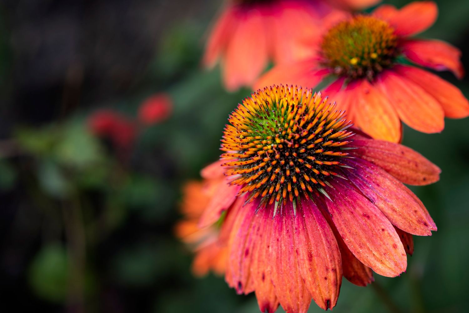 Close-up macro photography of vibrant orange and pink coneflower petals with spiky center in garden setting.