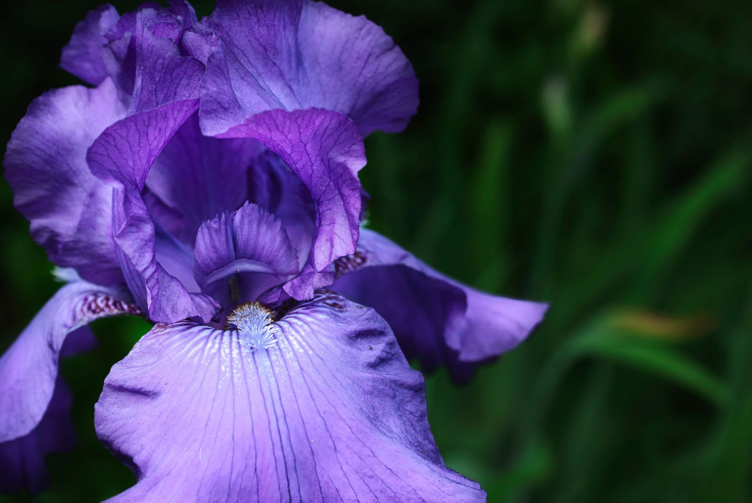 A vibrant purple bearded iris flower blooms in a garden with dark green foliage in the background.