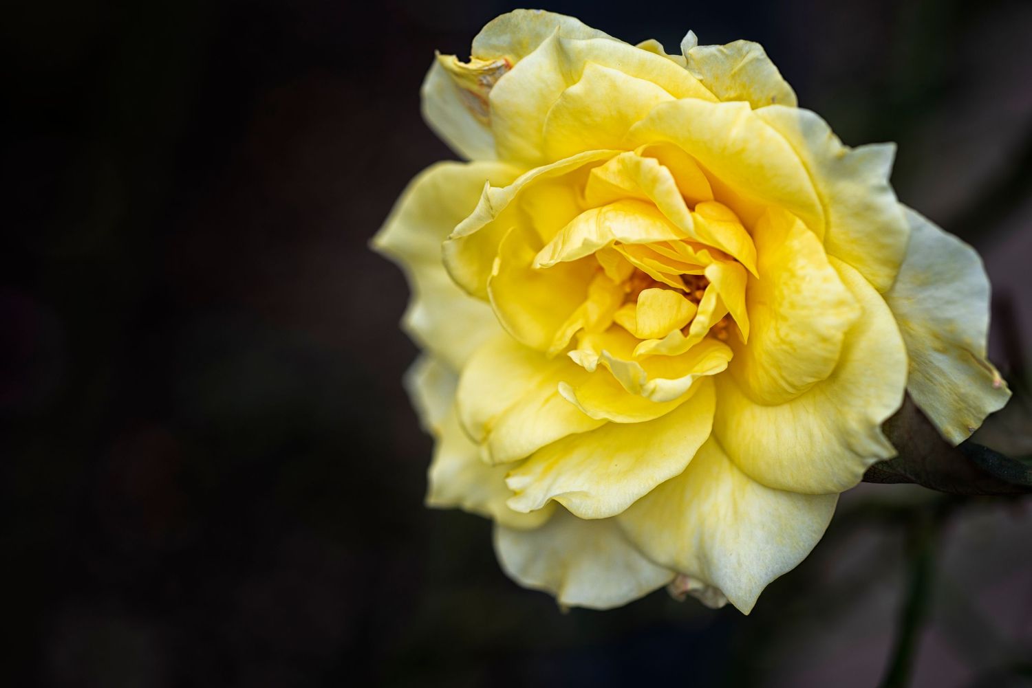 A delicate yellow rose bloom with ruffled petals unfolds against a dark background in a close-up macro shot.