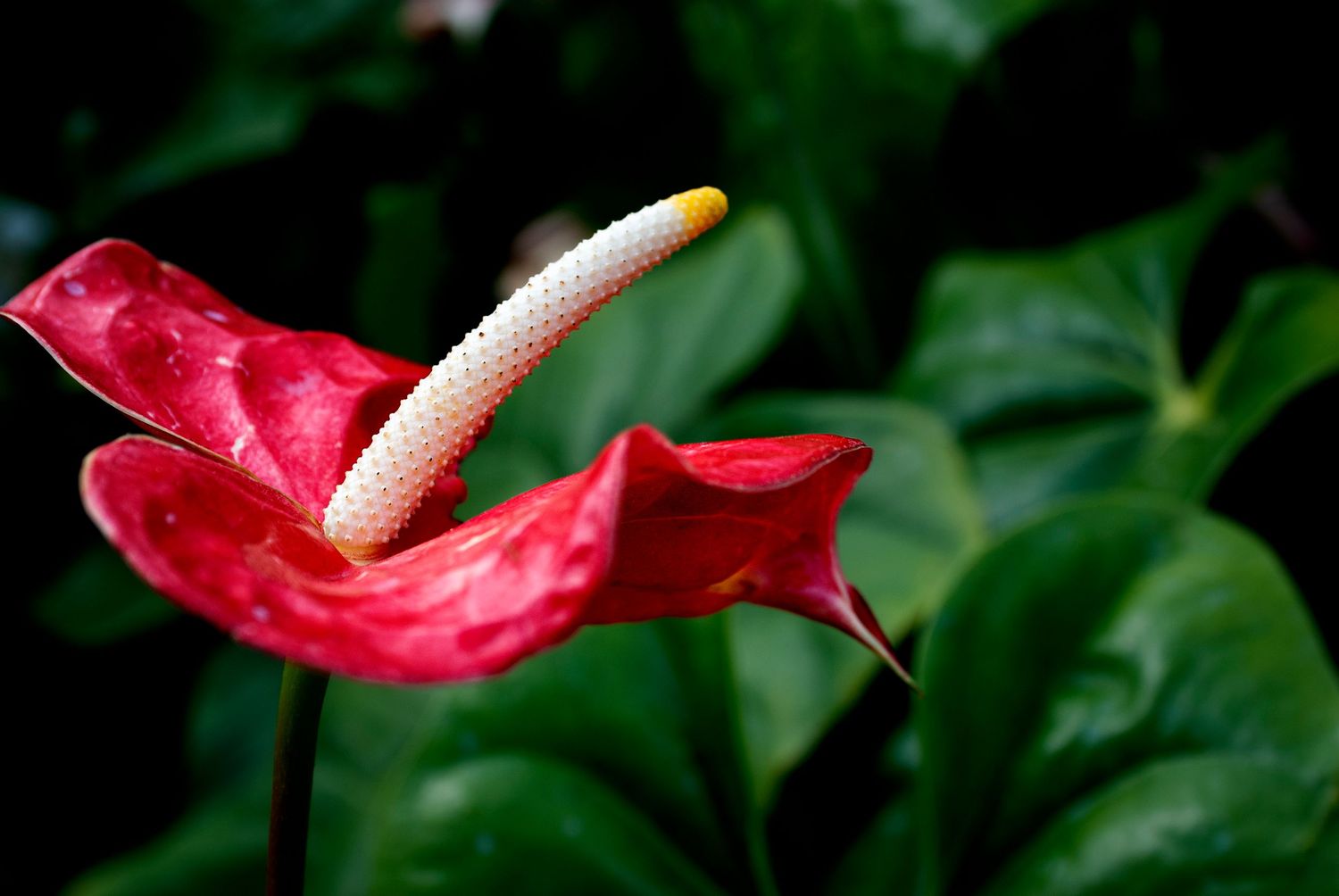 A close-up view of bright red anthurium flowers with white spadixes against dark green foliage in a garden setting.