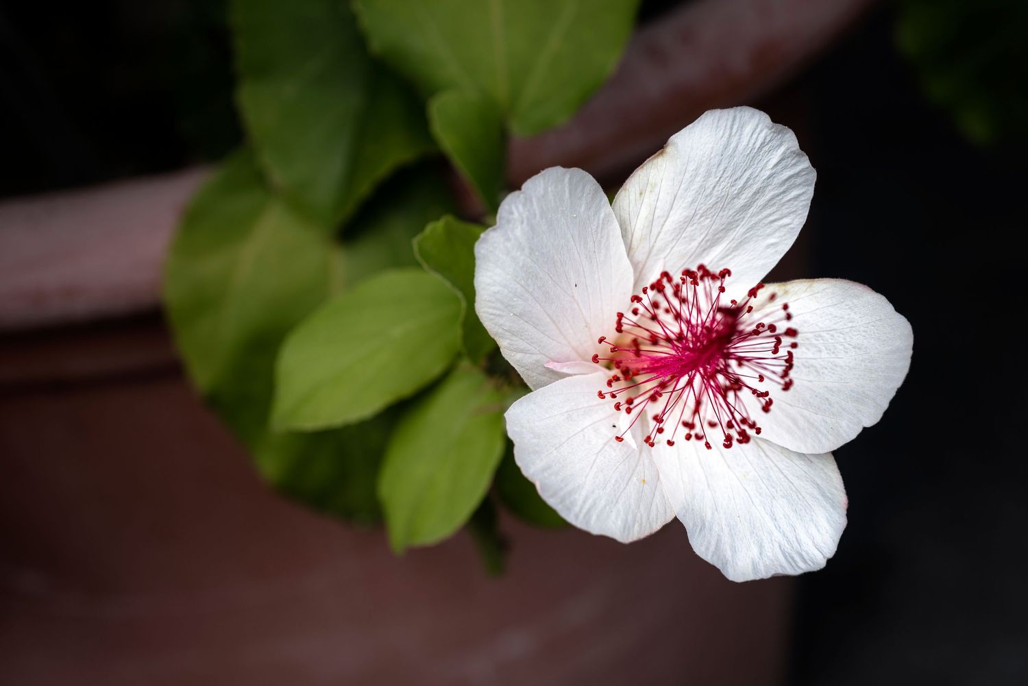 A sequence of white hibiscus flowers blooming in stages shows the progression from bud to fully opened blossom.