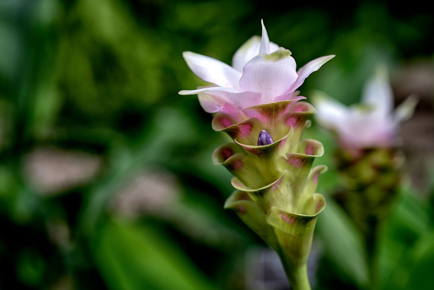 Delicate pink Ginger bloom against a lush green garden background