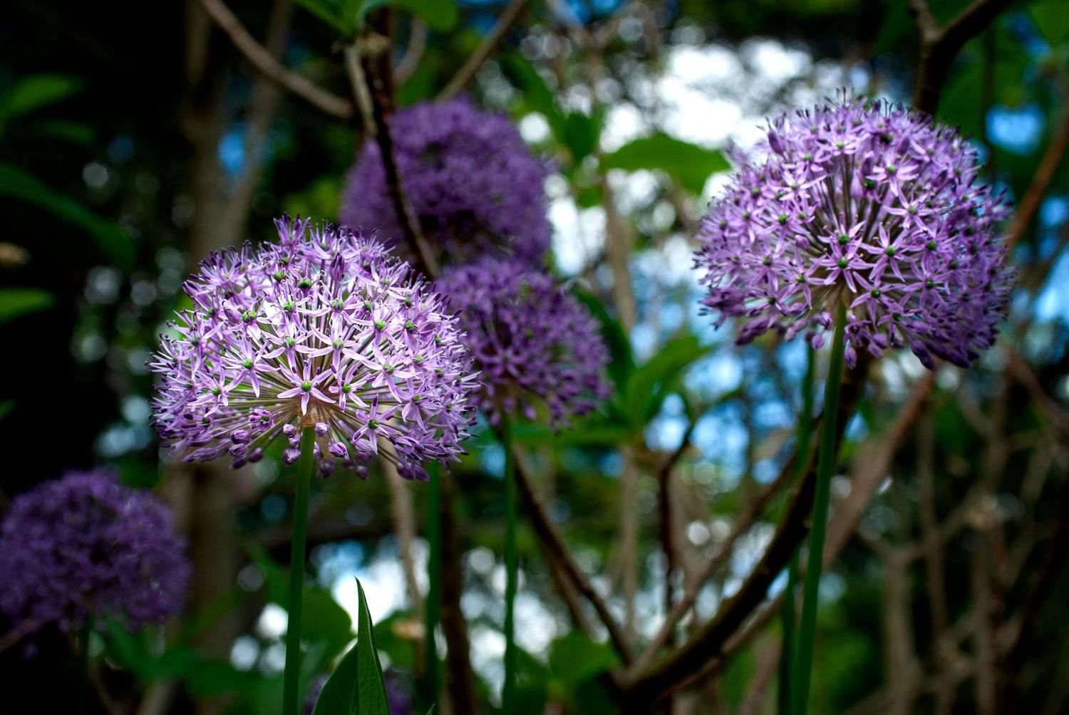 Purple allium flowers bloom in clusters against a blurred natural background in springtime garden setting.