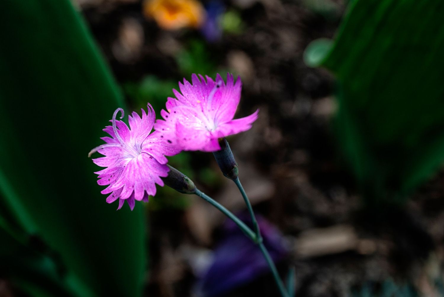 A series of pink starburst-like flowers bloom in sequence against a dark green background.