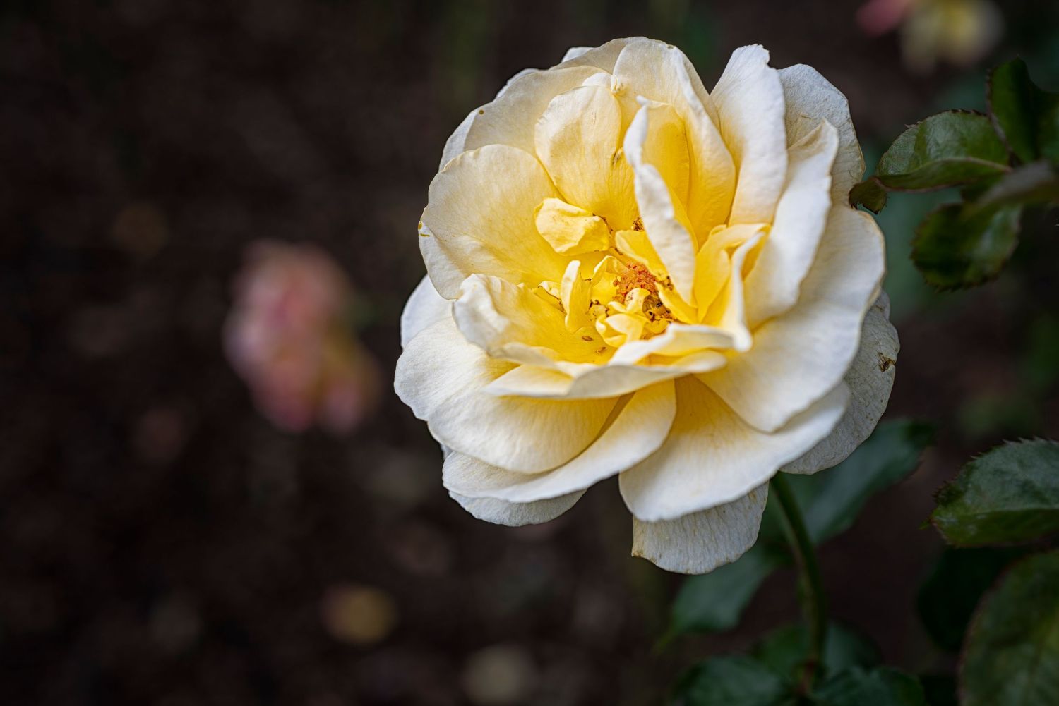 A delicate cream-colored rose with soft yellow center blooms against dark foliage in a garden setting.