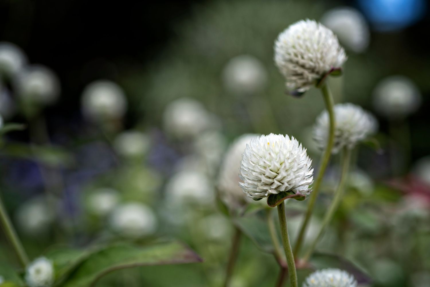 White globe dahlia flowers bloom in soft focus against a blurred natural background.