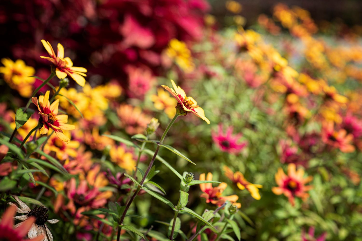 Colorful red and yellow coreopsis flowers bloom in a summer garden with soft bokeh background effect.