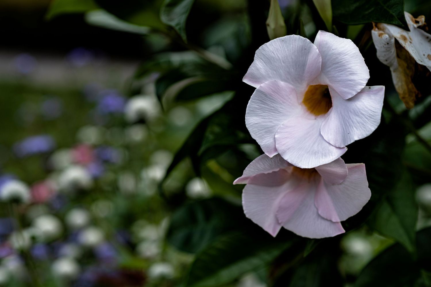 A row of delicate pink Mandevilla flowers blooming on green vines in a garden setting.