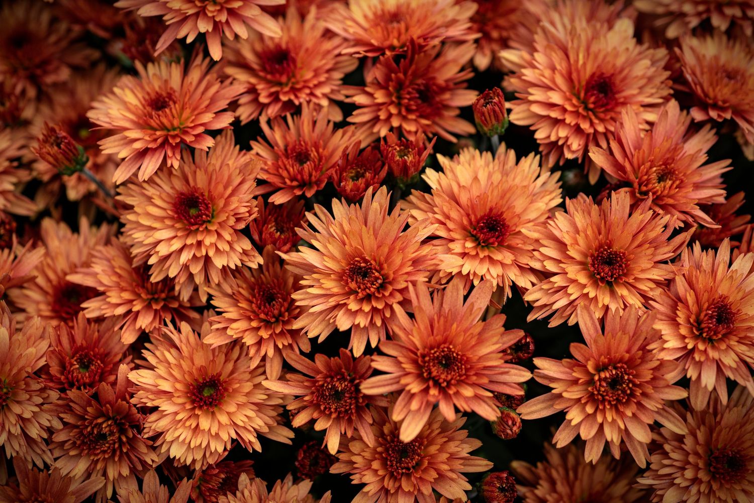 A collection of vibrant orange chrysanthemum flowers blooming in a garden with rich autumn hues.