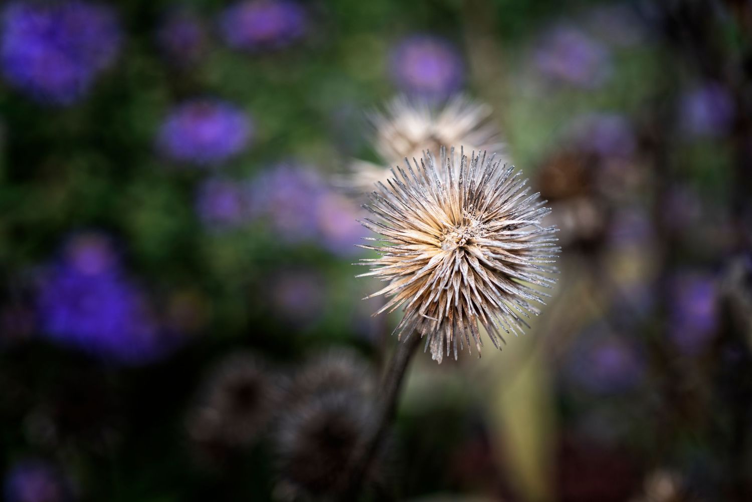 Close-up macro photos of purple allium flowers and dried seed heads in a garden setting.