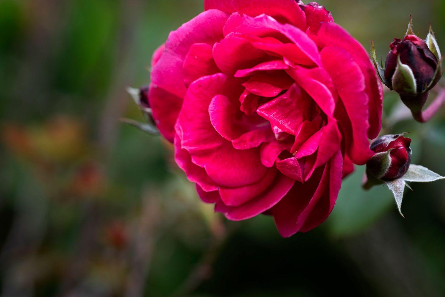 A vibrant hot pink rose bloom with layered petals photographed in close-up detail against a blurred green background.