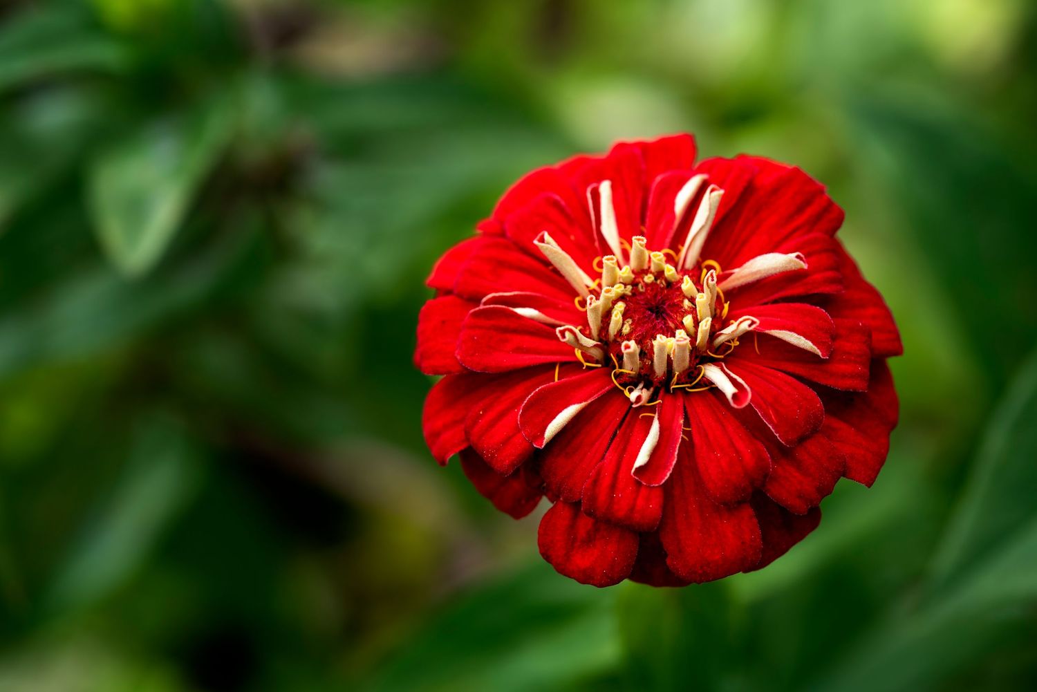 A vibrant red zinnia flowers blooming against lush green foliage in a garden setting.