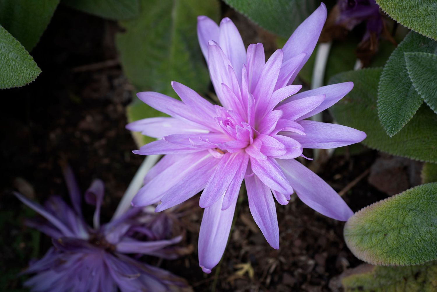 A cluster of delicate pink autumn crocus flowers blooming among green foliage in a garden setting.