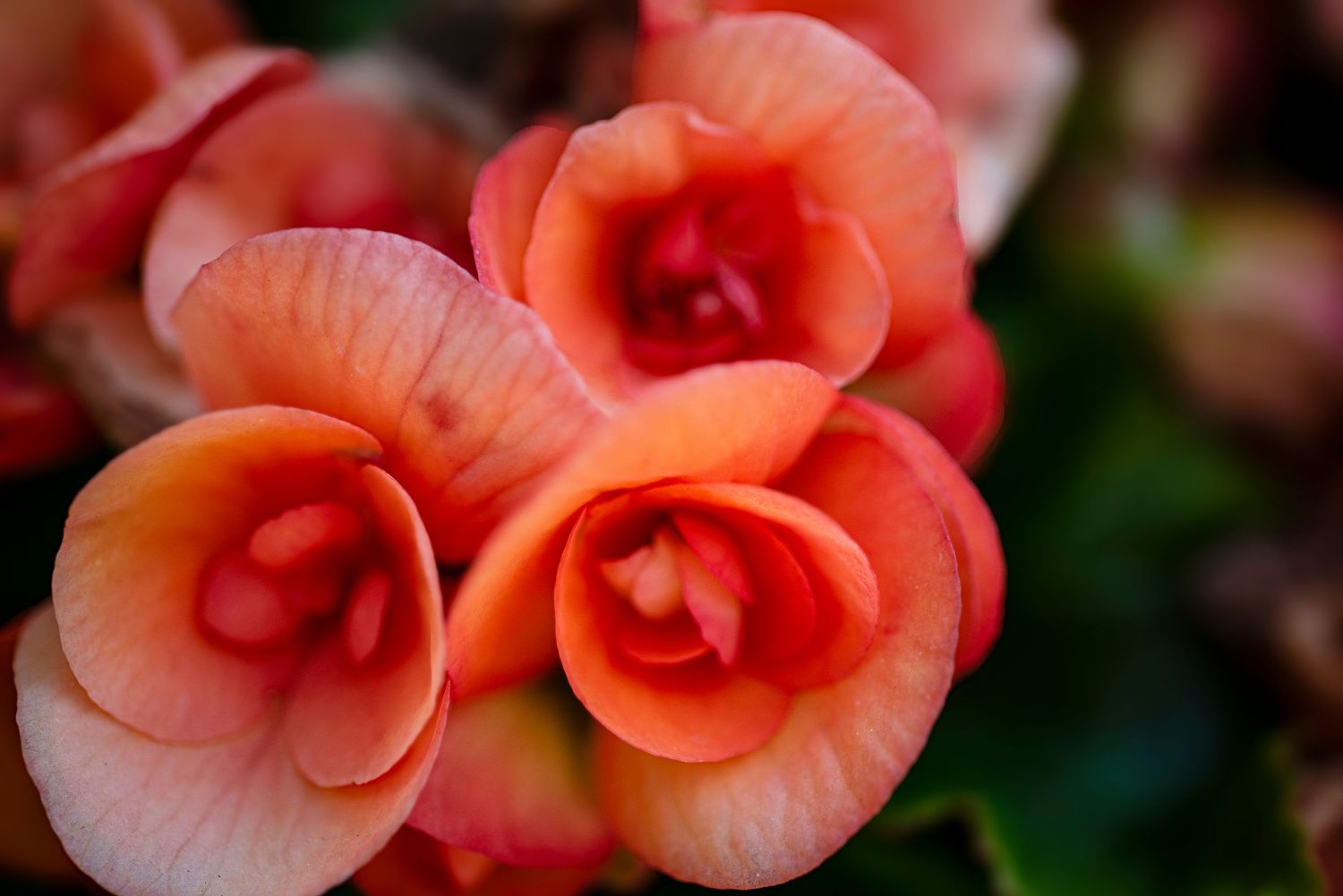 A series of vibrant coral-colored begonia flowers in bloom showing delicate layered petals against a dark background.