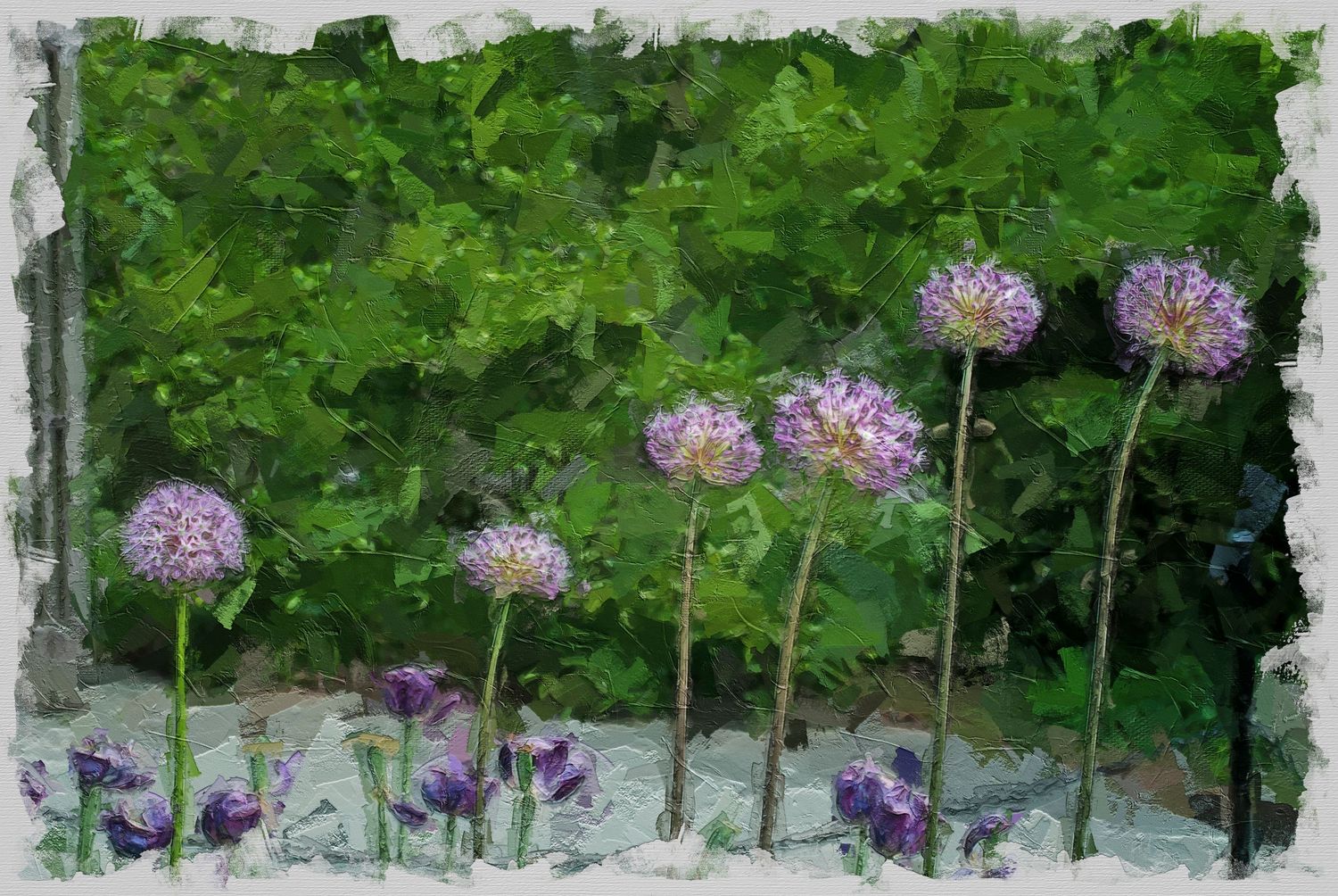 Digital painting showing a row of purple allium flowers growing in a garden landscape.