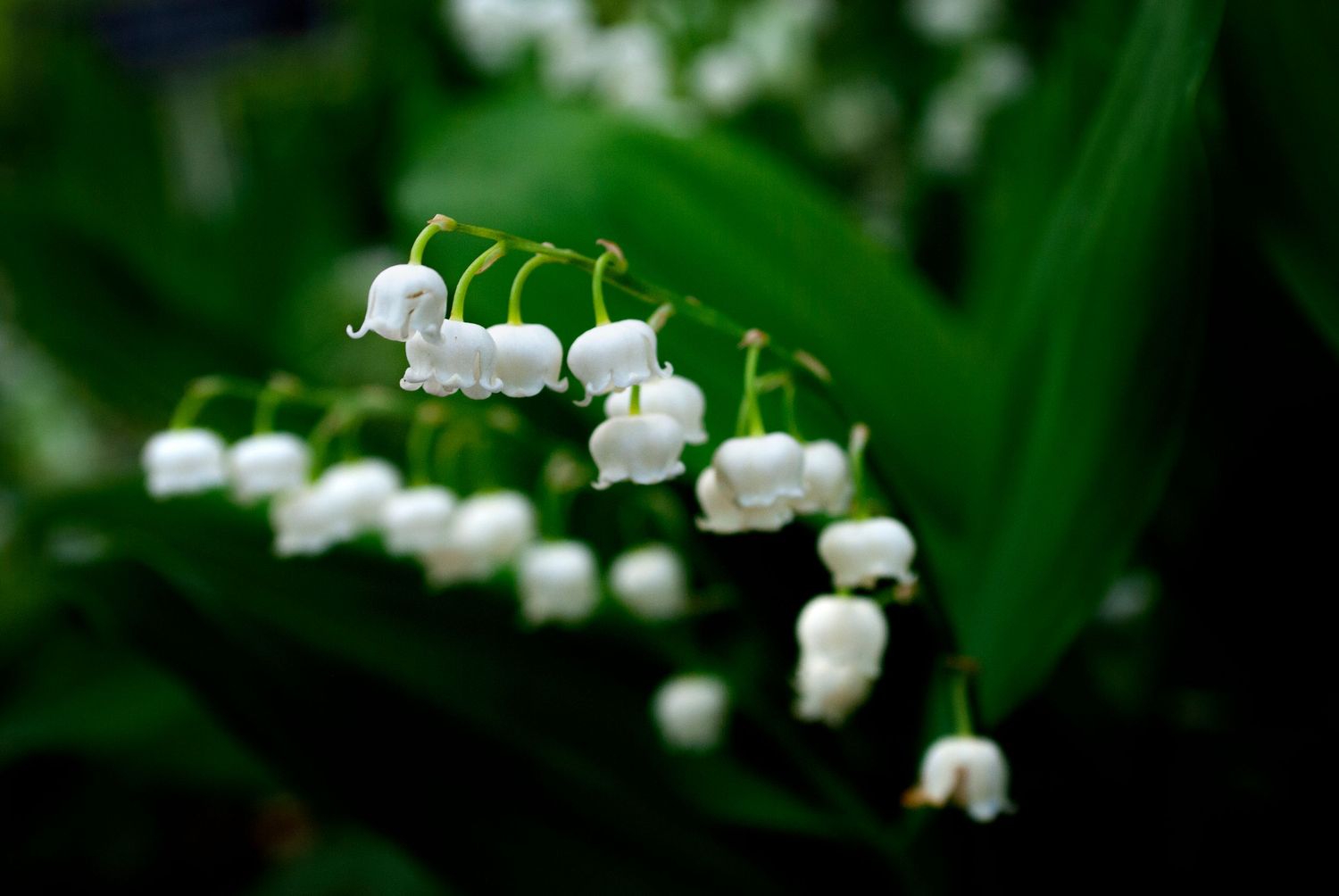 Delicate white lily of the valley flowers bloom in a line against lush green foliage in a spring garden.