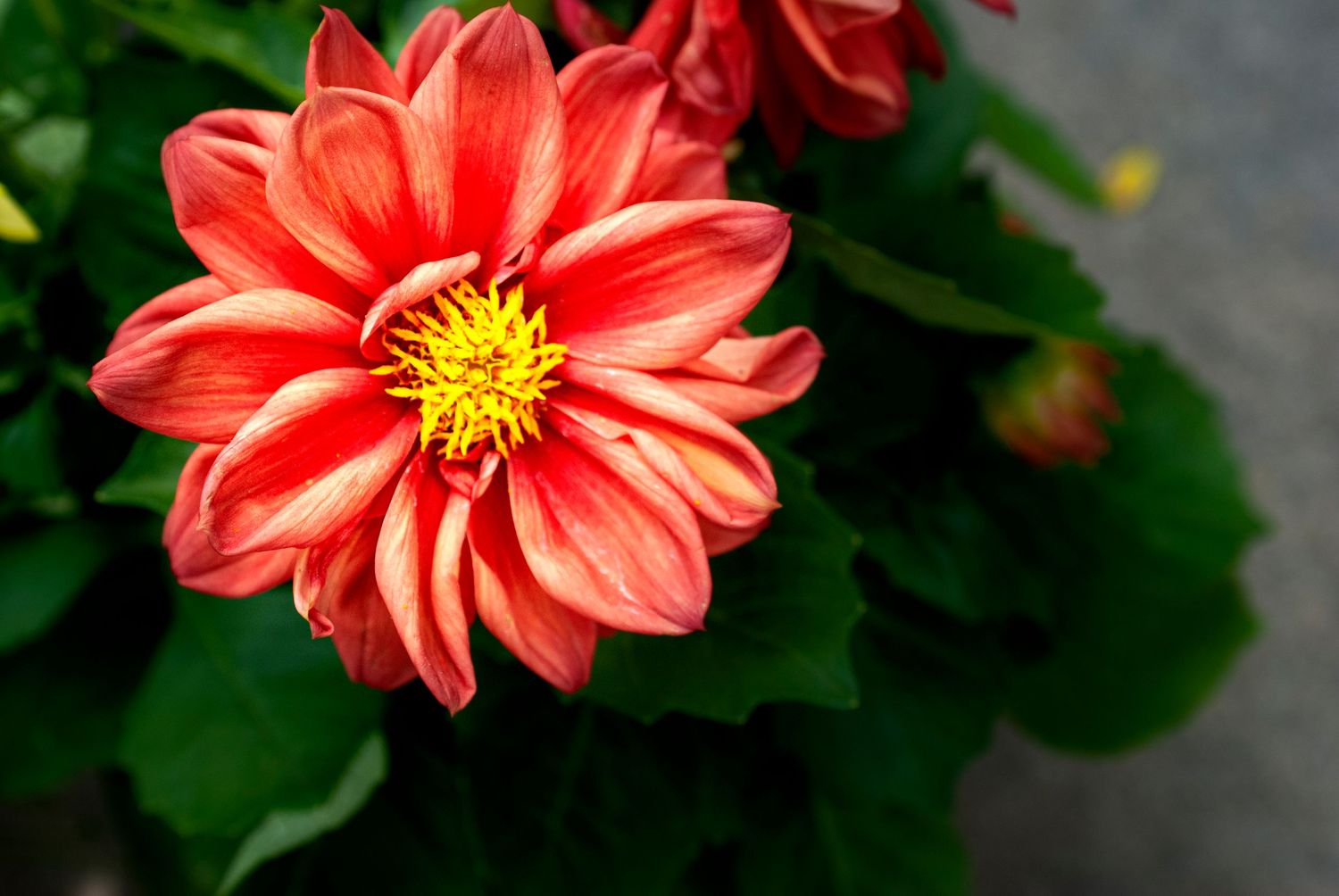 Vibrant coral-colored dahlia flowers with pointed petals bloom against dark green foliage in a garden setting.