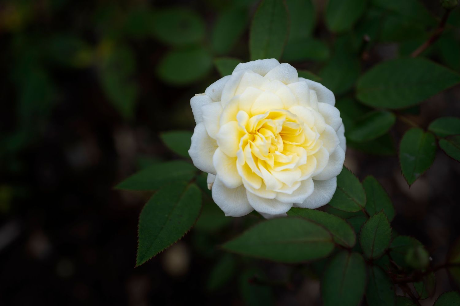 A white rose with delicate yellow center blooms against dark green foliage in a garden setting.