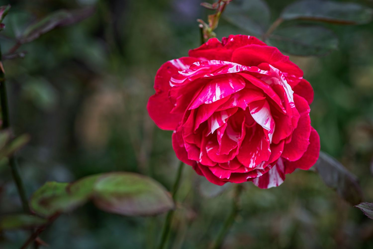 A vibrant red rose in full bloom displays its delicate petals against a dark green garden background.