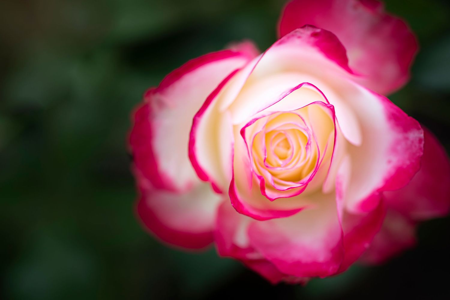 Beautiful pink and white bicolor rose blooms with delicate petals displayed against a dark background.