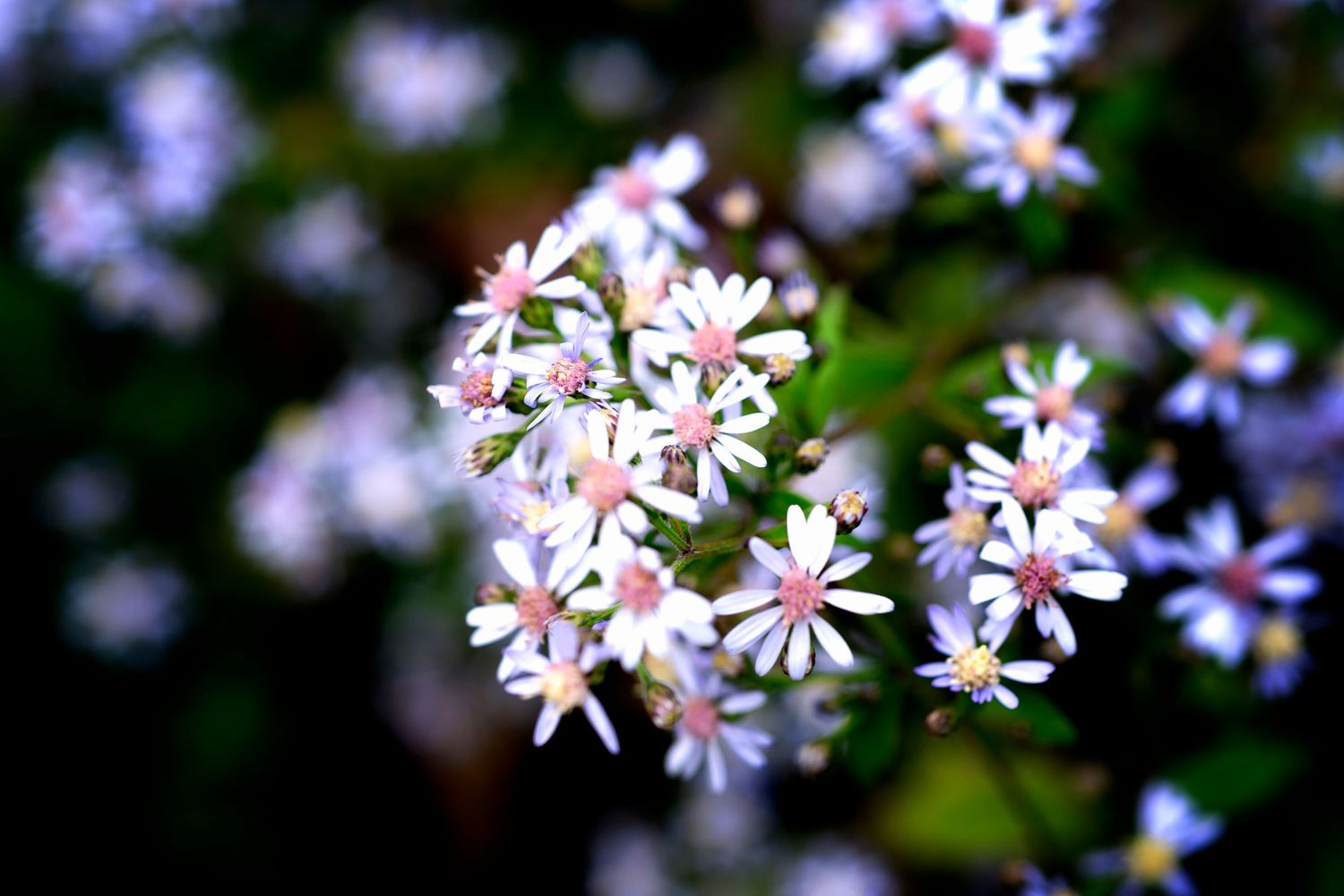 Delicate white and pink star-shaped flowers bloom in a cluster against a dark blurred background.