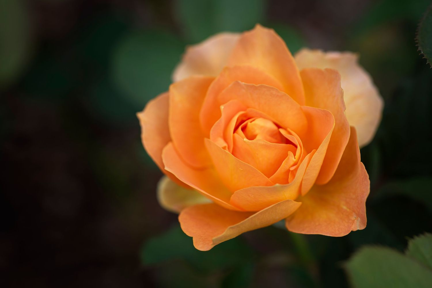 A peach-colored rose in bloom against a dark green background.