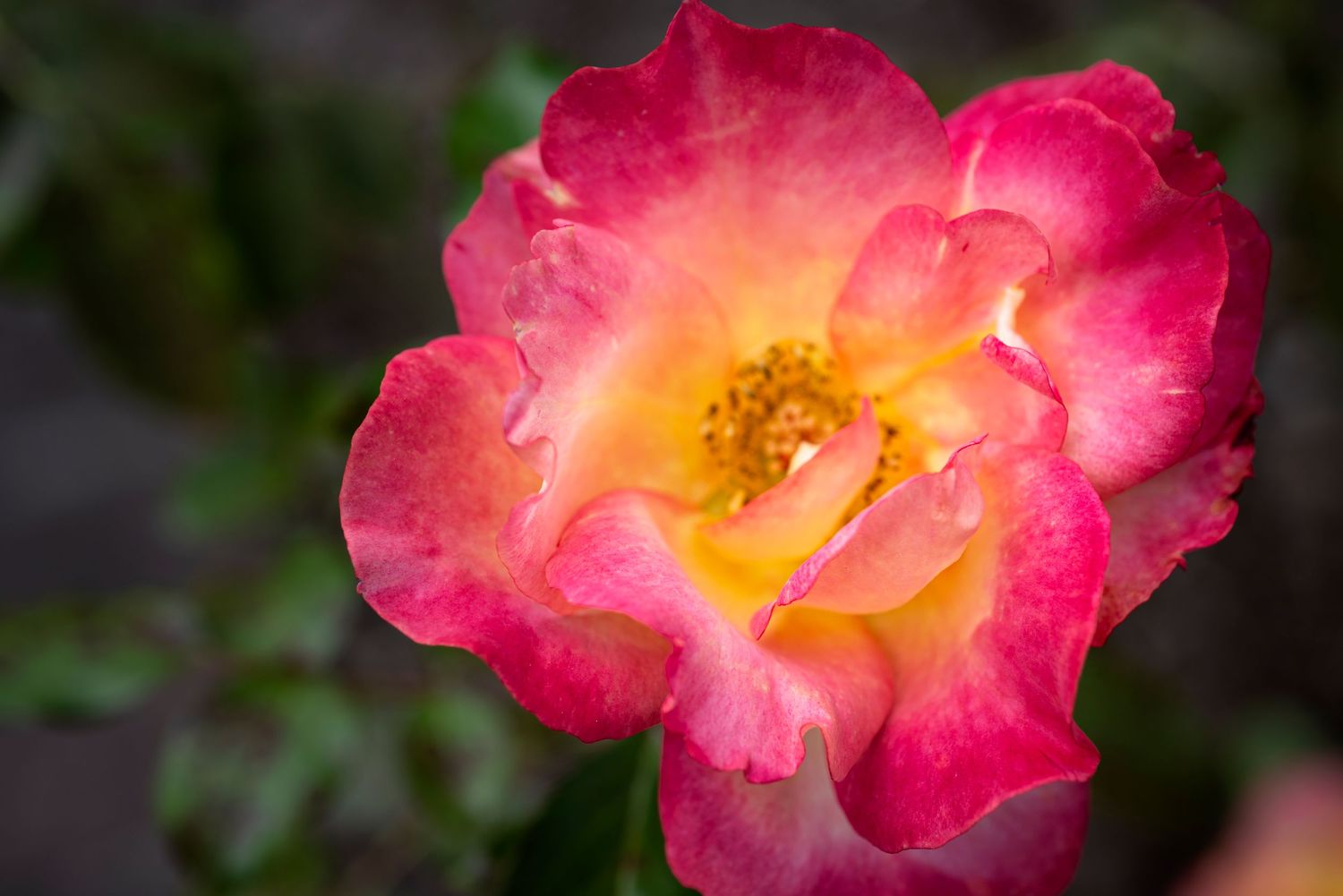 A vibrant pink and yellow rose bloom with ruffled petals glows in soft natural light against a dark background.