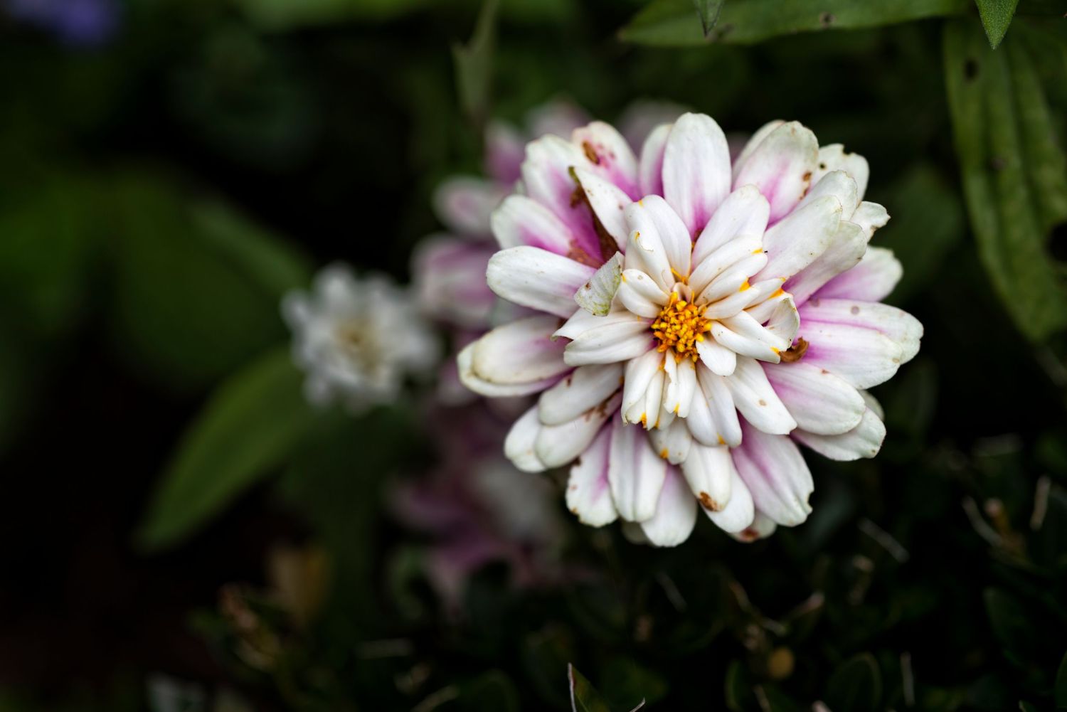 Pink and white zinnia flowers bloom in a garden with lush green foliage in the background.